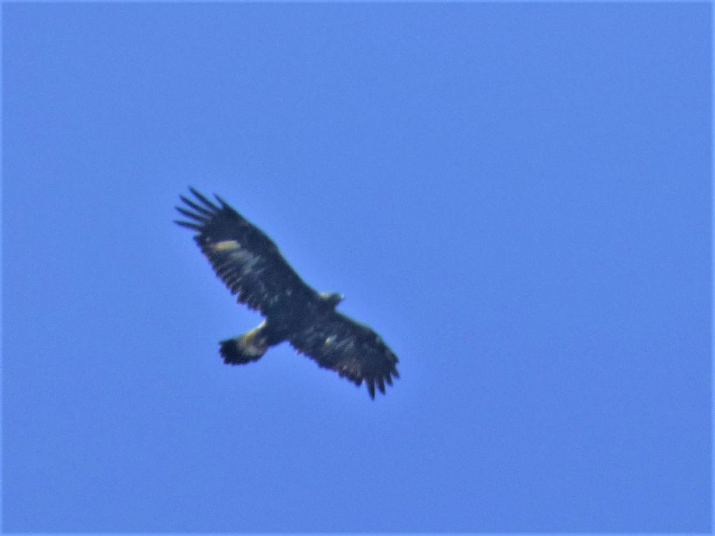 Aquila reale (Aquila chrysaetos)